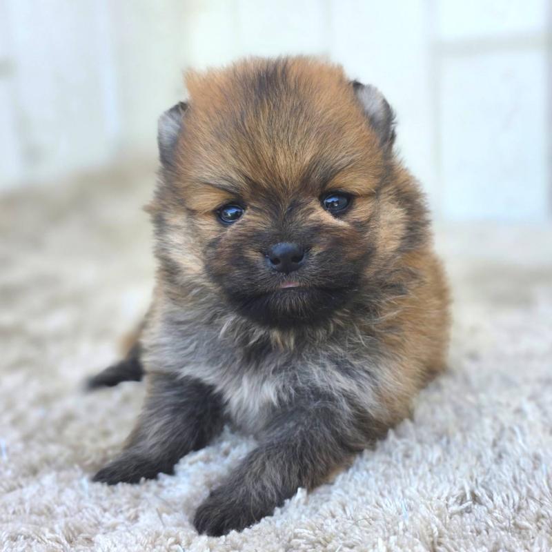 販売中の茨城県のポメラニアン-448422の11枚目