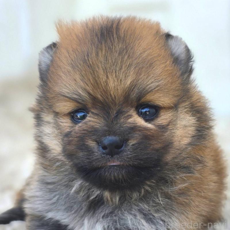 販売中の茨城県のポメラニアン-448422の10枚目