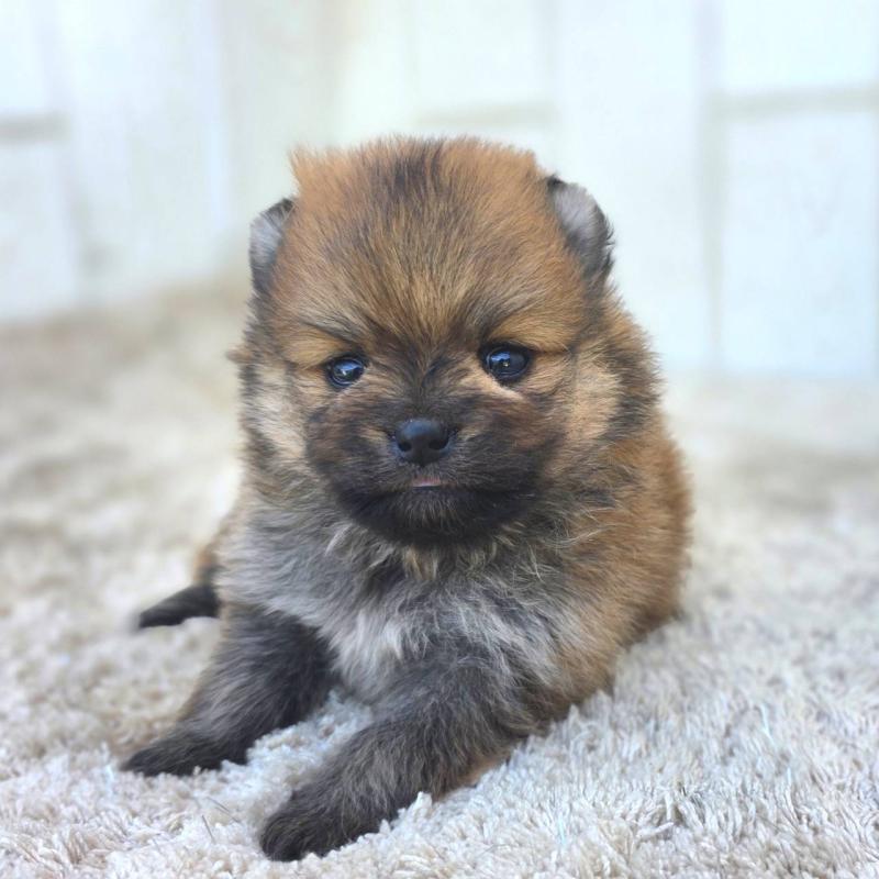 販売中の茨城県のポメラニアン-448422の9枚目