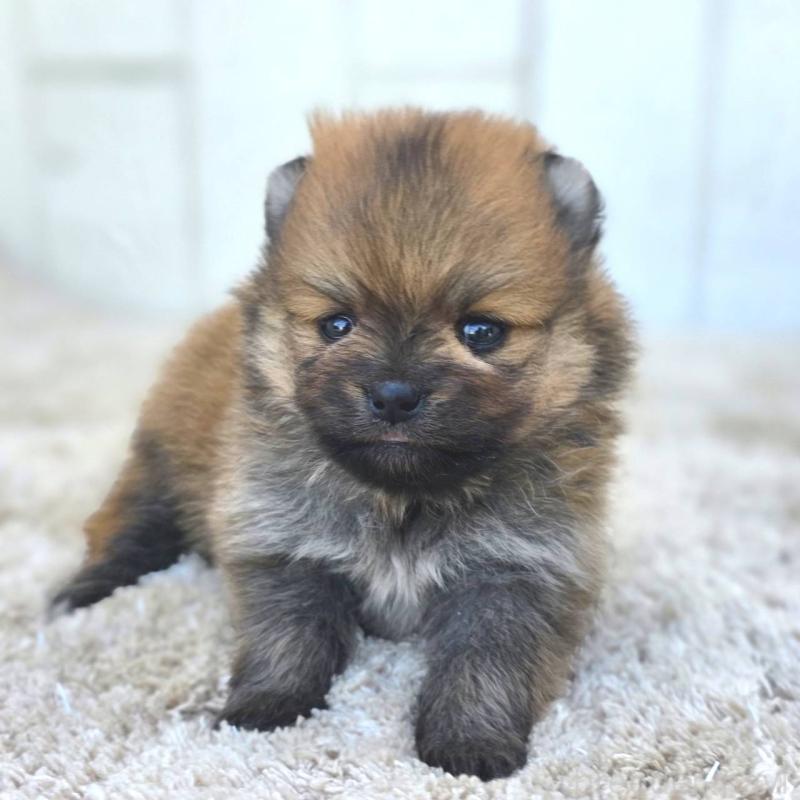 販売中の茨城県のポメラニアン-448422の8枚目