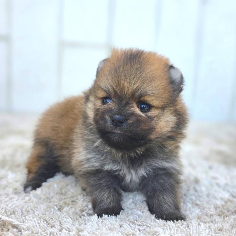 販売中の茨城県のポメラニアン-448422の7枚目