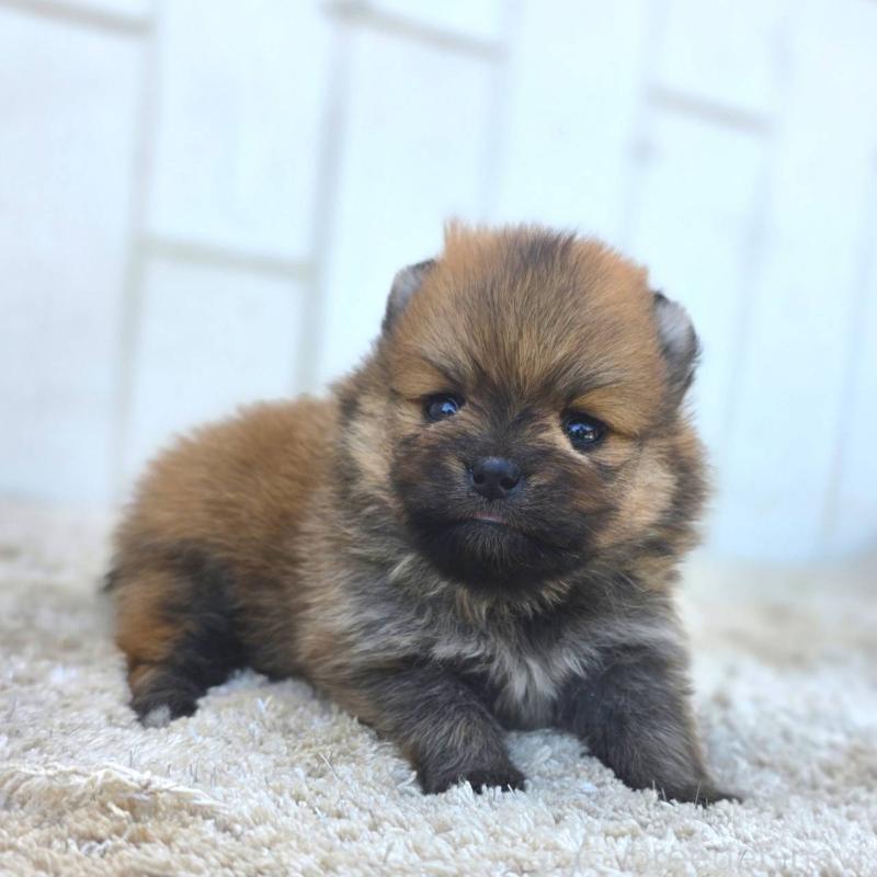 販売中の茨城県のポメラニアン-448422の6枚目