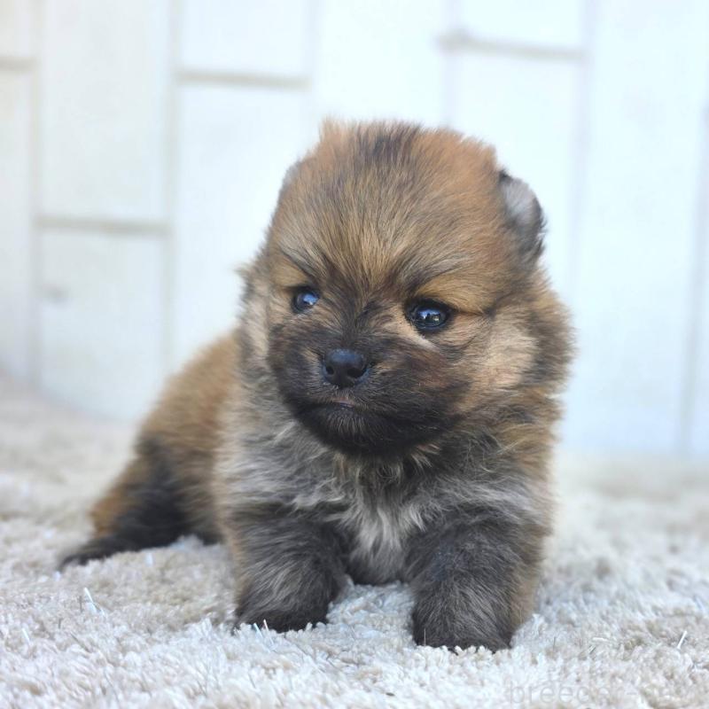 販売中の茨城県のポメラニアン-448422の5枚目