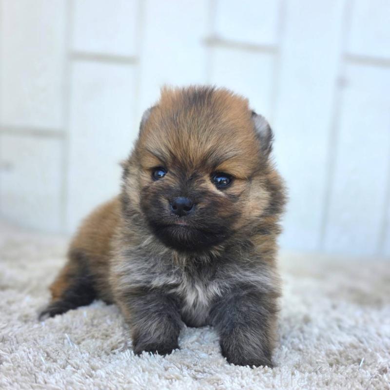 販売中の茨城県のポメラニアン-448422の4枚目