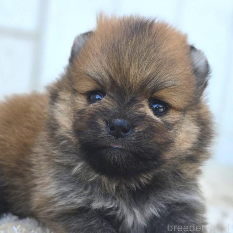 販売中の茨城県のポメラニアン-448422