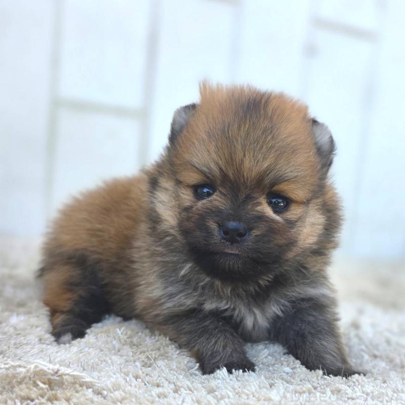 販売中の茨城県のポメラニアン-448422の3枚目