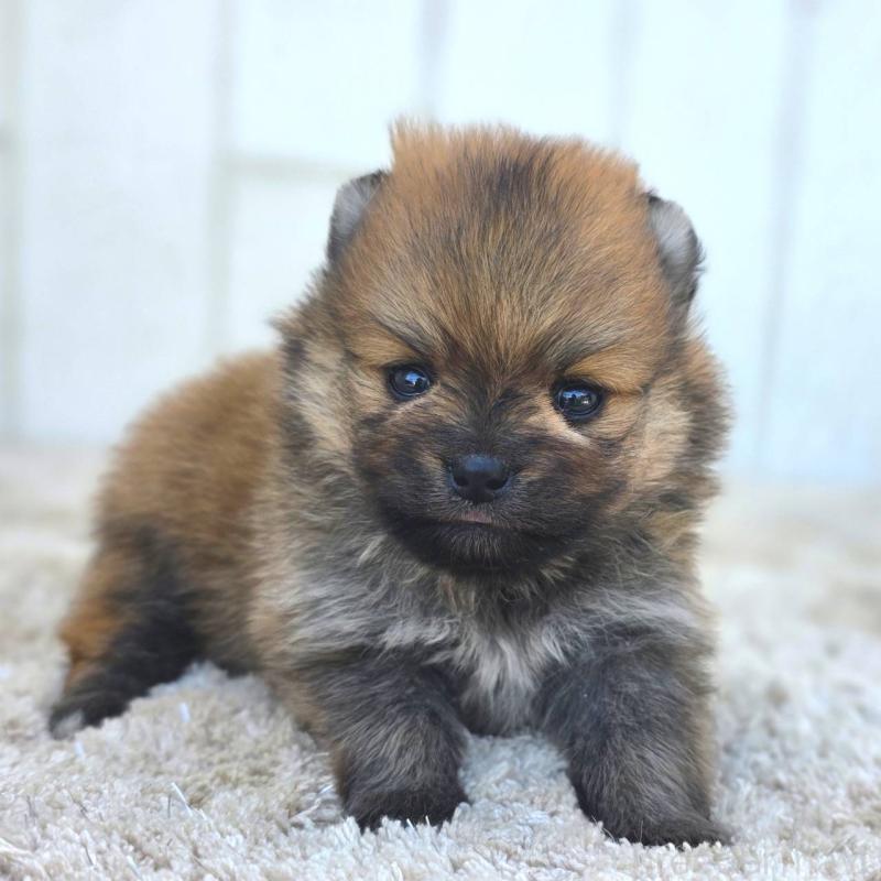 販売中の茨城県のポメラニアン-448422の2枚目