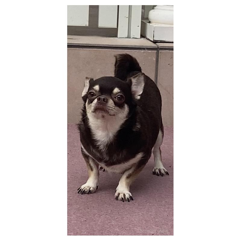 販売中の宮崎県のチワワ(スムースコート)-448431の7枚目