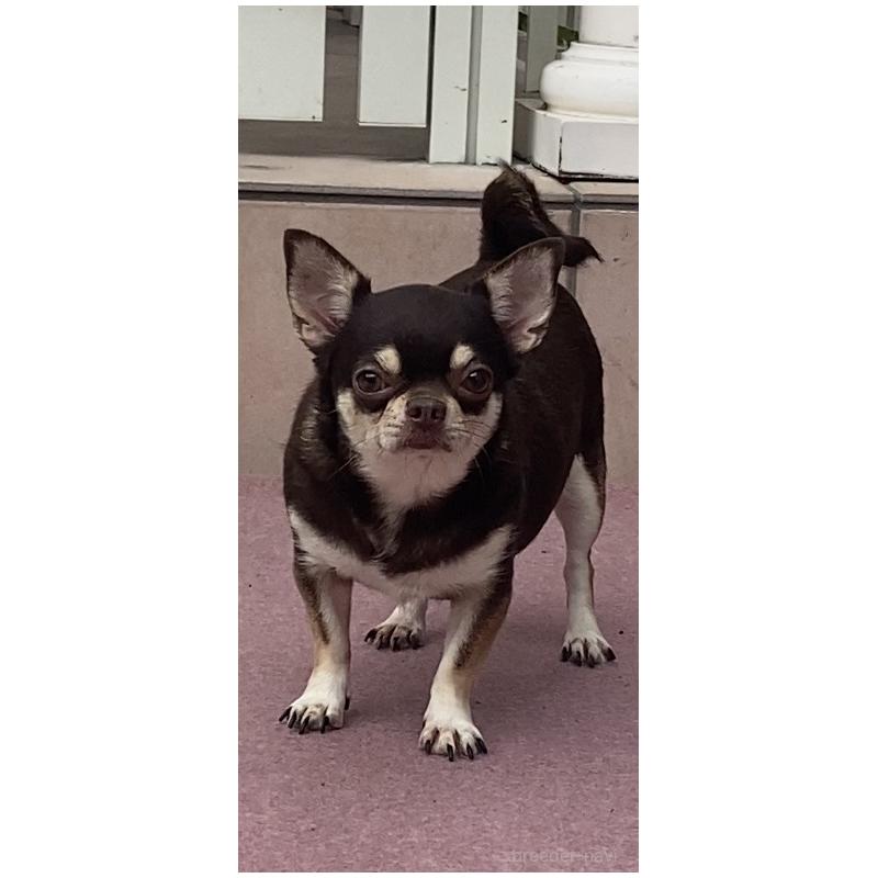 販売中の宮崎県のチワワ(スムースコート)-448431の8枚目