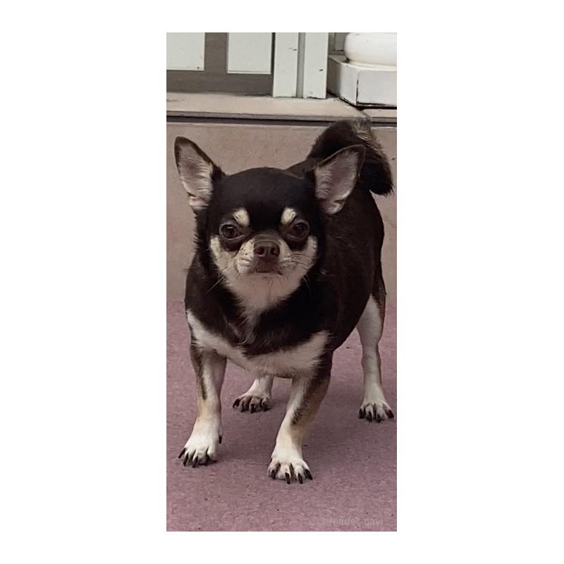 販売中の宮崎県のチワワ(スムースコート)-448431の5枚目