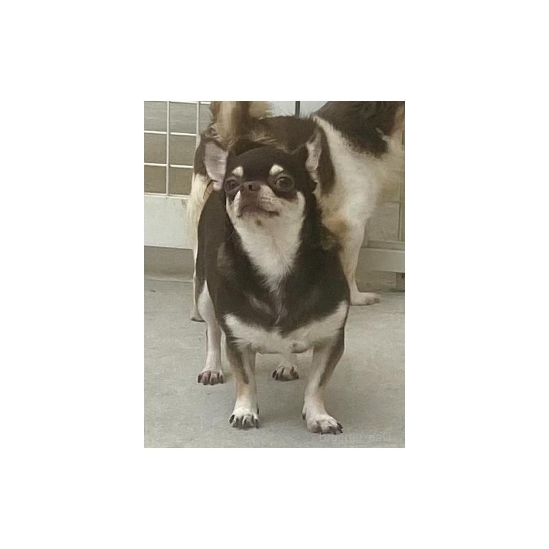 販売中の宮崎県のチワワ(スムースコート)-448431の4枚目