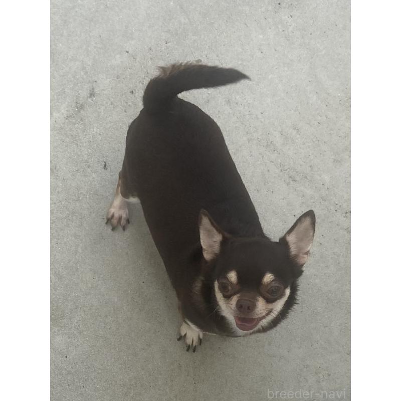 販売中の宮崎県のチワワ(スムースコート)-448431の2枚目