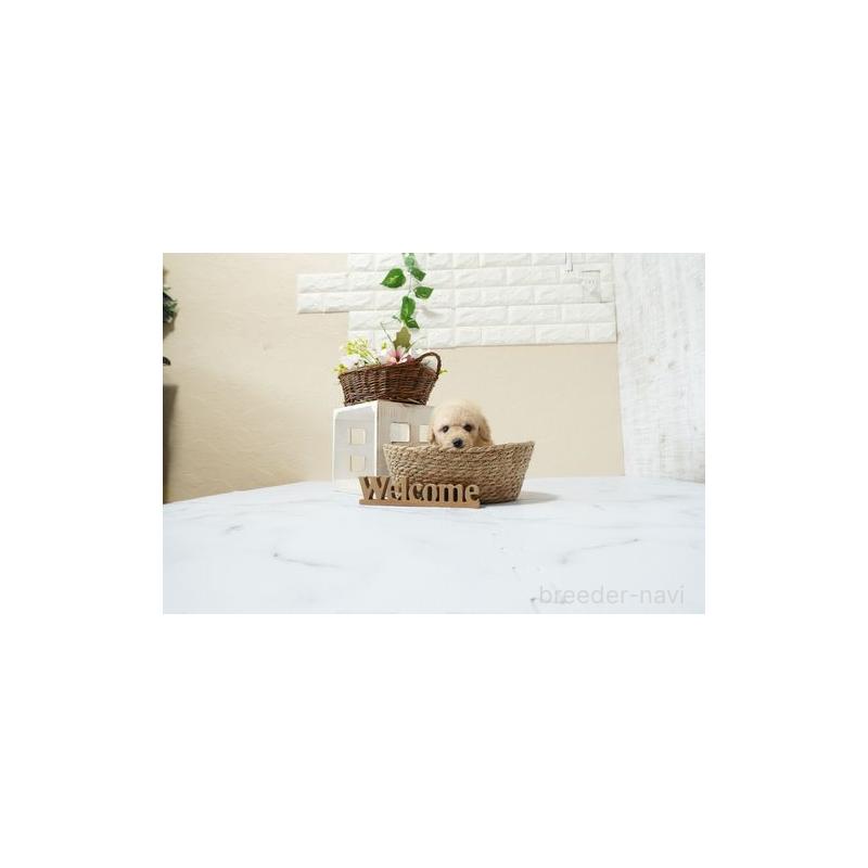 販売中の滋賀県のトイプードル-448004の4枚目