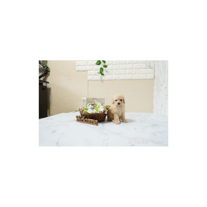 販売中の滋賀県のトイプードル-448004の3枚目