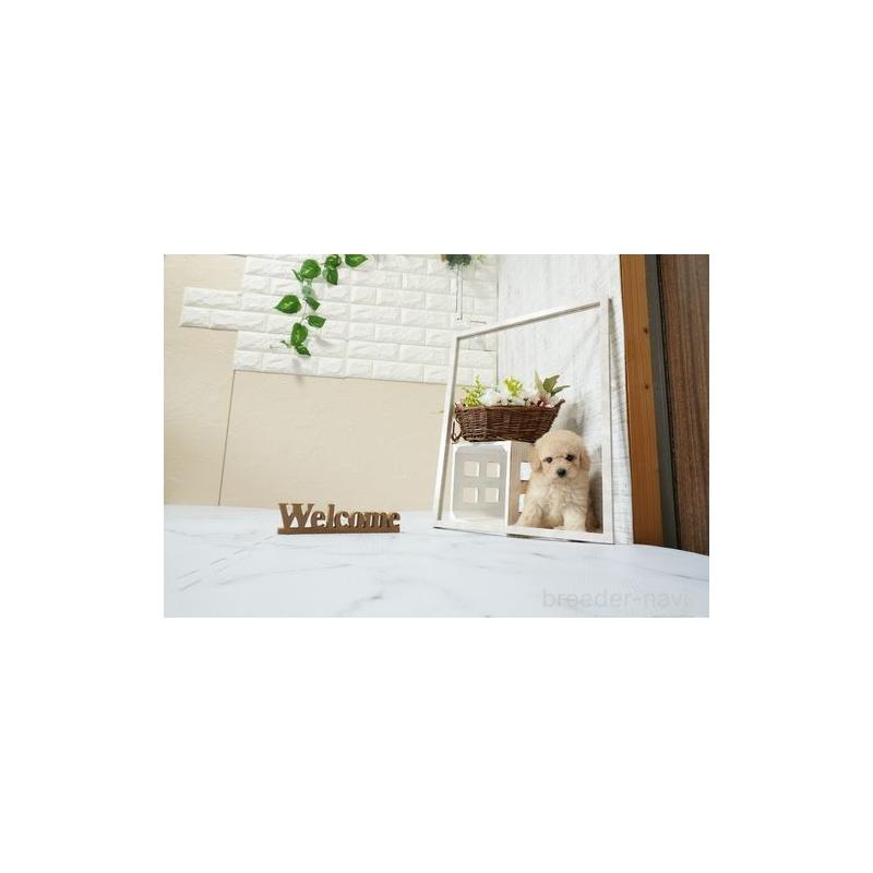 販売中の滋賀県のトイプードル-448004の2枚目