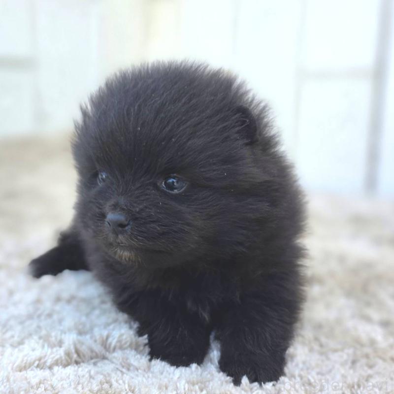 販売中の茨城県のポメラニアン-448423の12枚目