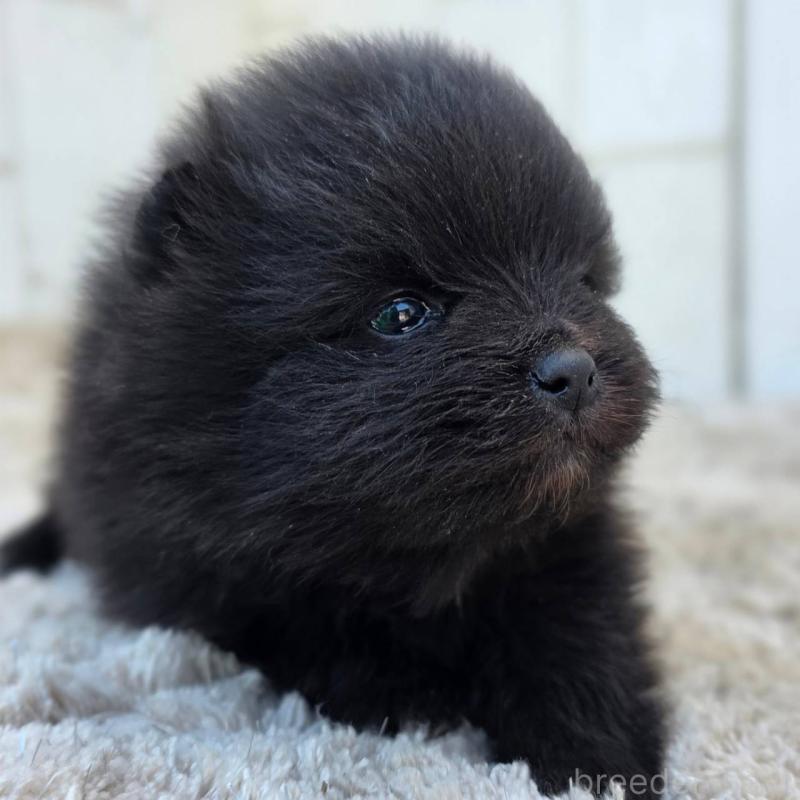 販売中の茨城県のポメラニアン-448423の10枚目