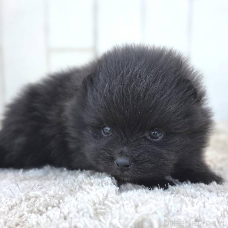 販売中の茨城県のポメラニアン-448423の9枚目