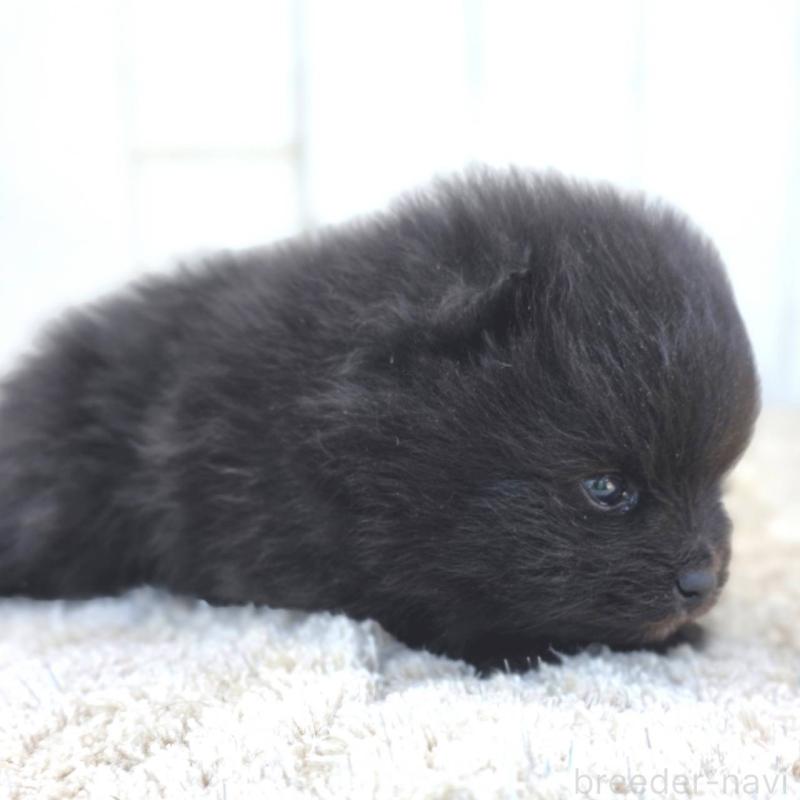 販売中の茨城県のポメラニアン-448423の8枚目