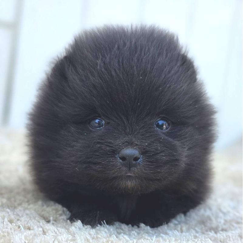 販売中の茨城県のポメラニアン-448423の6枚目