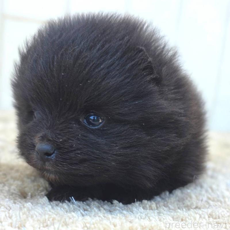 販売中の茨城県のポメラニアン-448423の4枚目