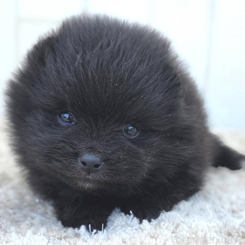 販売中の茨城県のポメラニアン-448423の1枚目