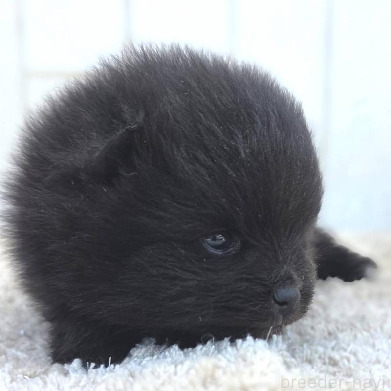 販売中の茨城県のポメラニアン-448423の3枚目