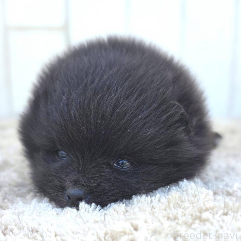 販売中の茨城県のポメラニアン-448423の2枚目