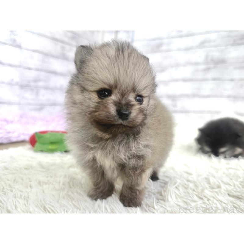 販売中の神奈川県のポメラニアン-448424の5枚目