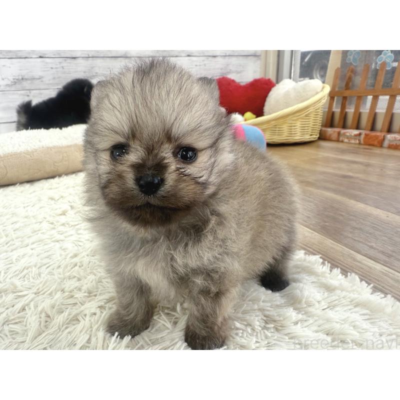 販売中の神奈川県のポメラニアン-448424の4枚目