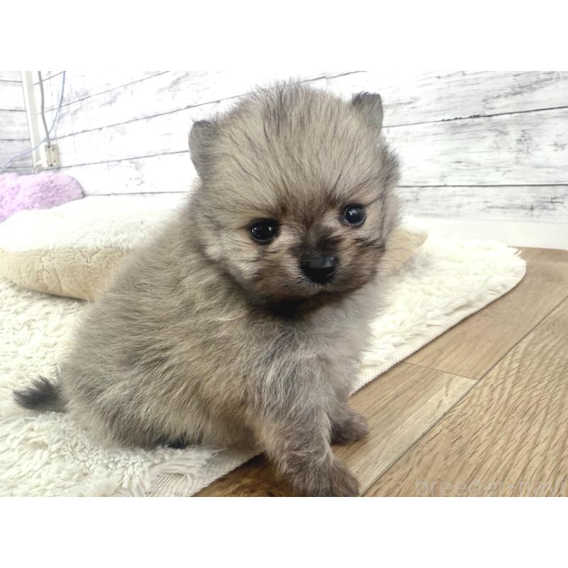 販売中の神奈川県のポメラニアン-448424の3枚目