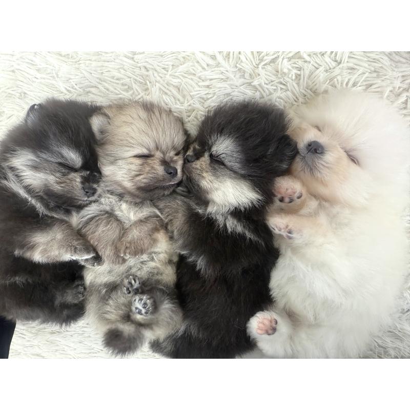 販売中の神奈川県のポメラニアン-448424の2枚目