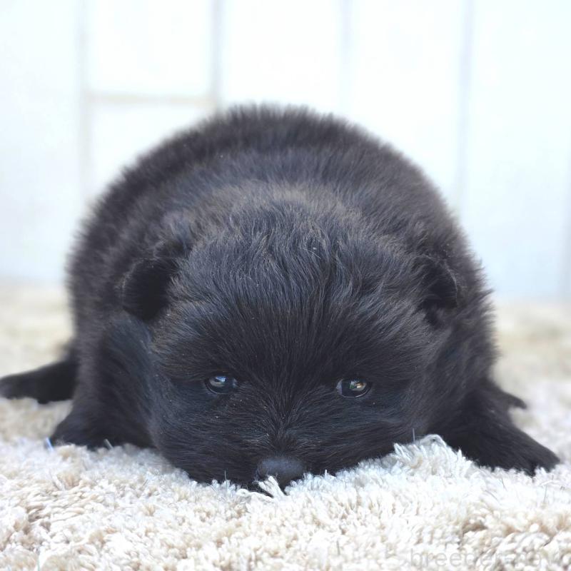 販売中の茨城県のポメラニアン-448425の13枚目