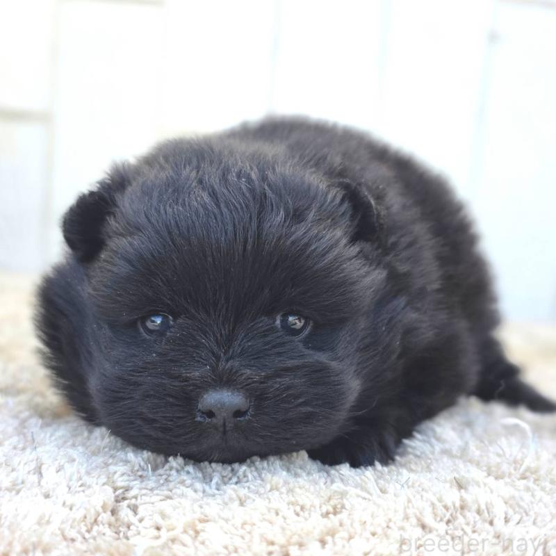 販売中の茨城県のポメラニアン-448425の12枚目