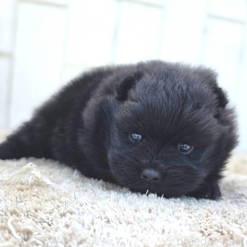 販売中の茨城県のポメラニアン-448425の11枚目