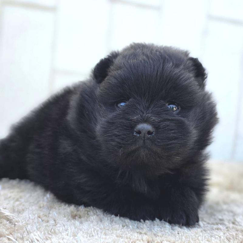 販売中の茨城県のポメラニアン-448425の10枚目