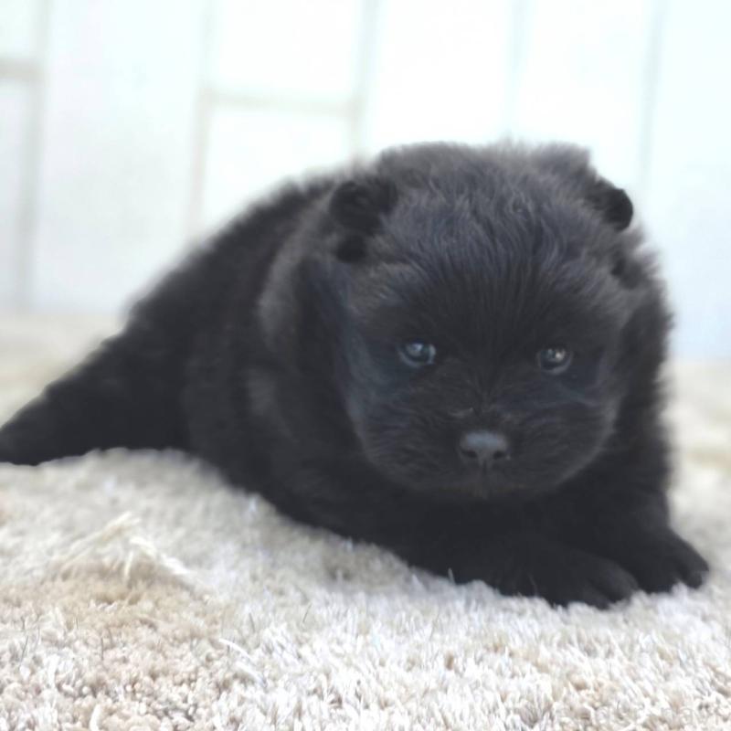 販売中の茨城県のポメラニアン-448425の9枚目