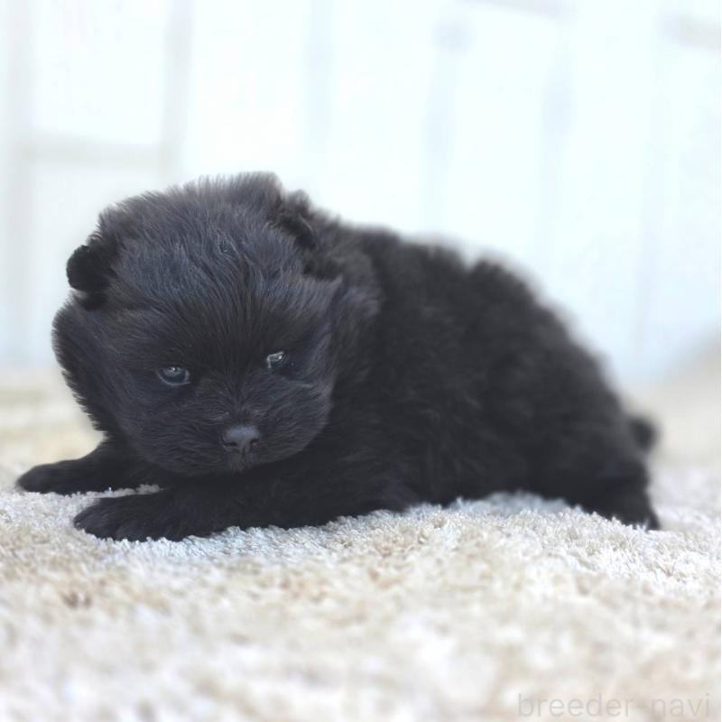 販売中の茨城県のポメラニアン-448425の8枚目