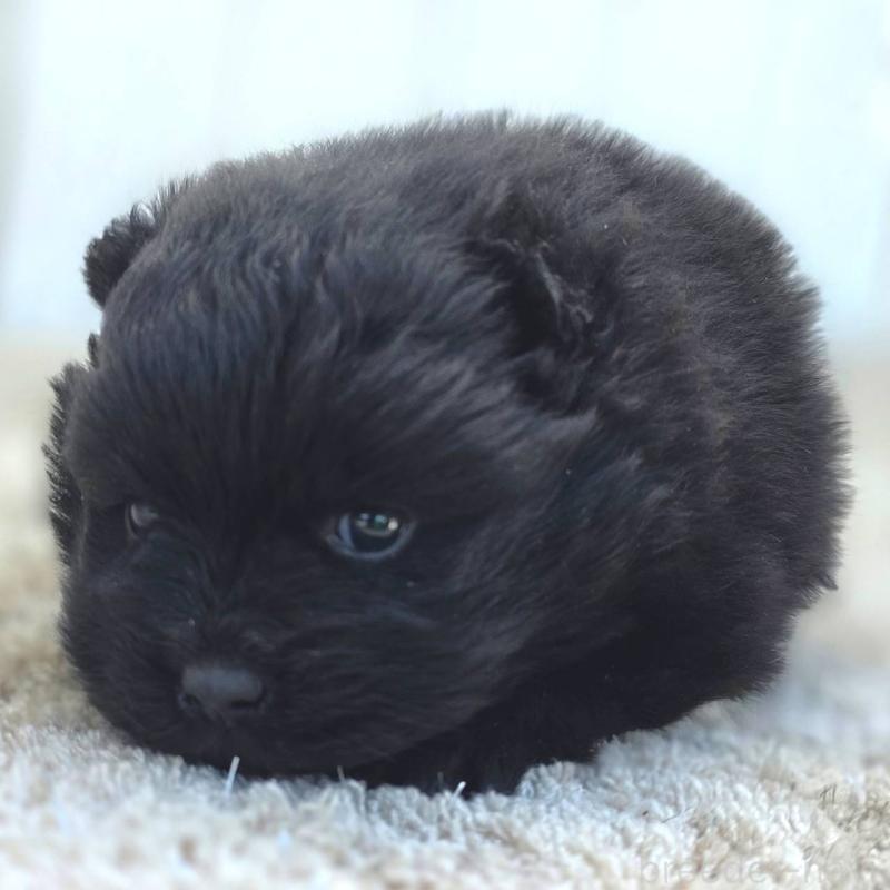 販売中の茨城県のポメラニアン-448425の6枚目