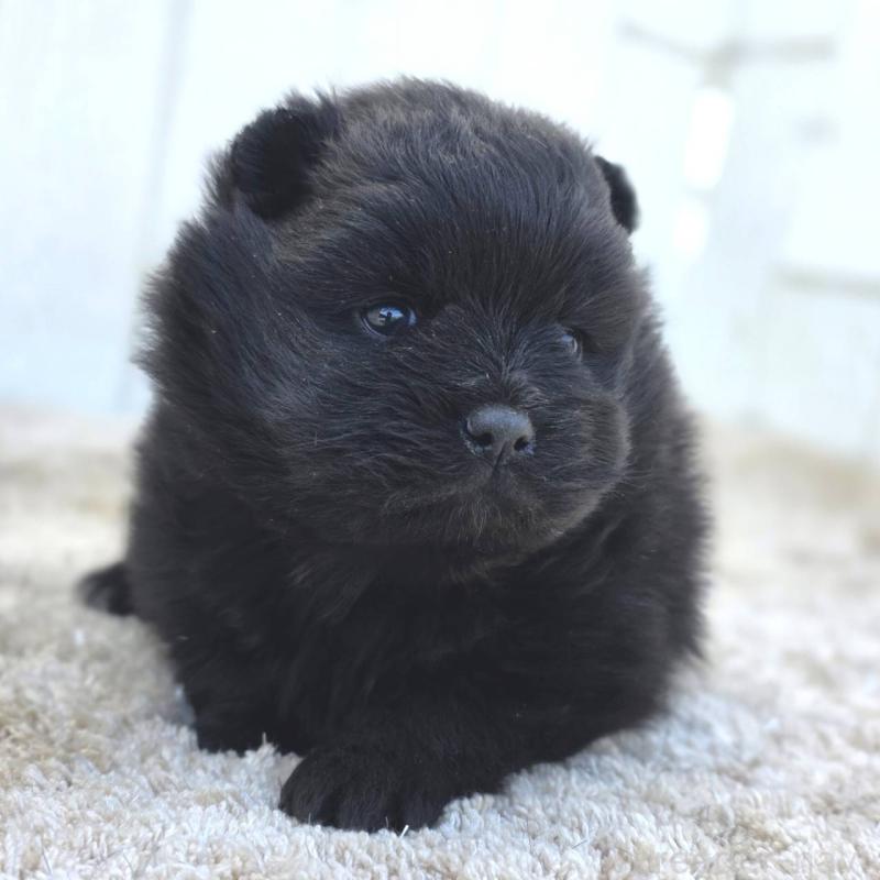 販売中の茨城県のポメラニアン-448425の4枚目