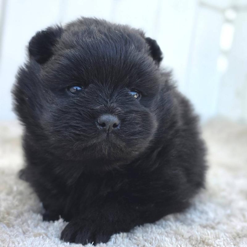 販売中の茨城県のポメラニアン-448425の2枚目