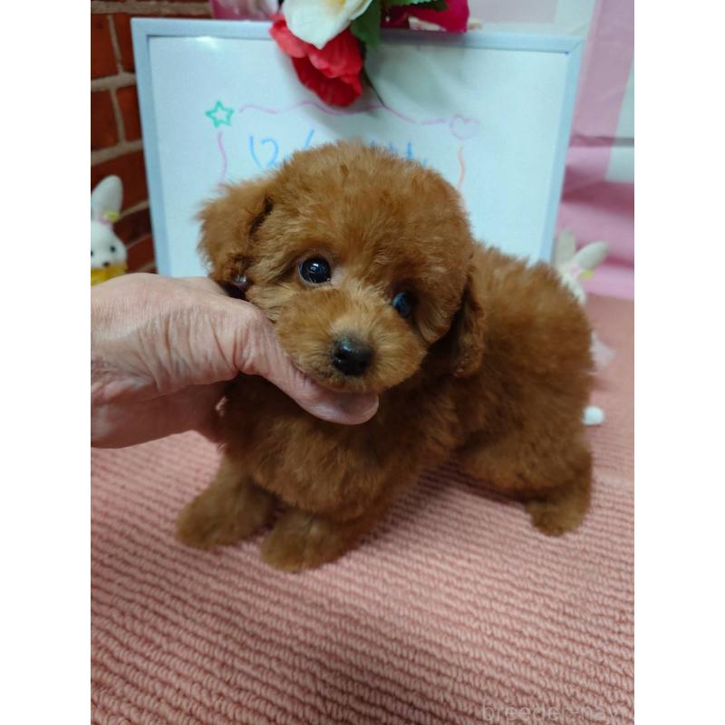 販売中の京都府のタイニープードル-448426の6枚目