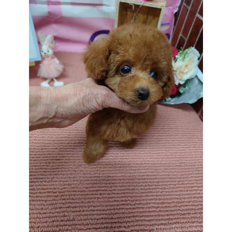 販売中の京都府のタイニープードル-448426の4枚目