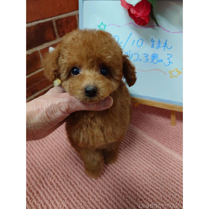 販売中の京都府のタイニープードル-448426の3枚目
