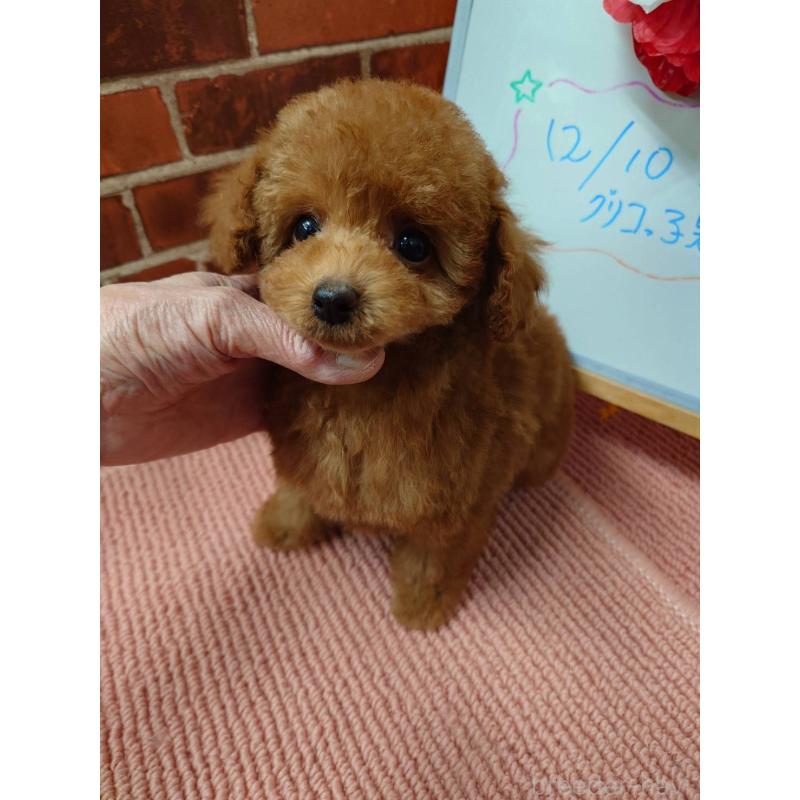 販売中の京都府のタイニープードル-448426の2枚目