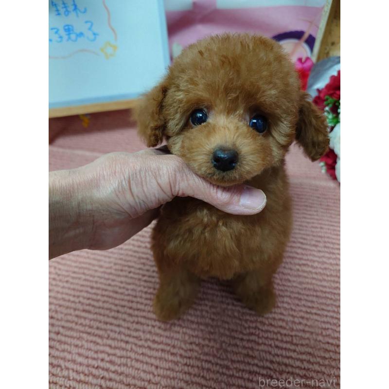 販売中の京都府のタイニープードル-448426の1枚目