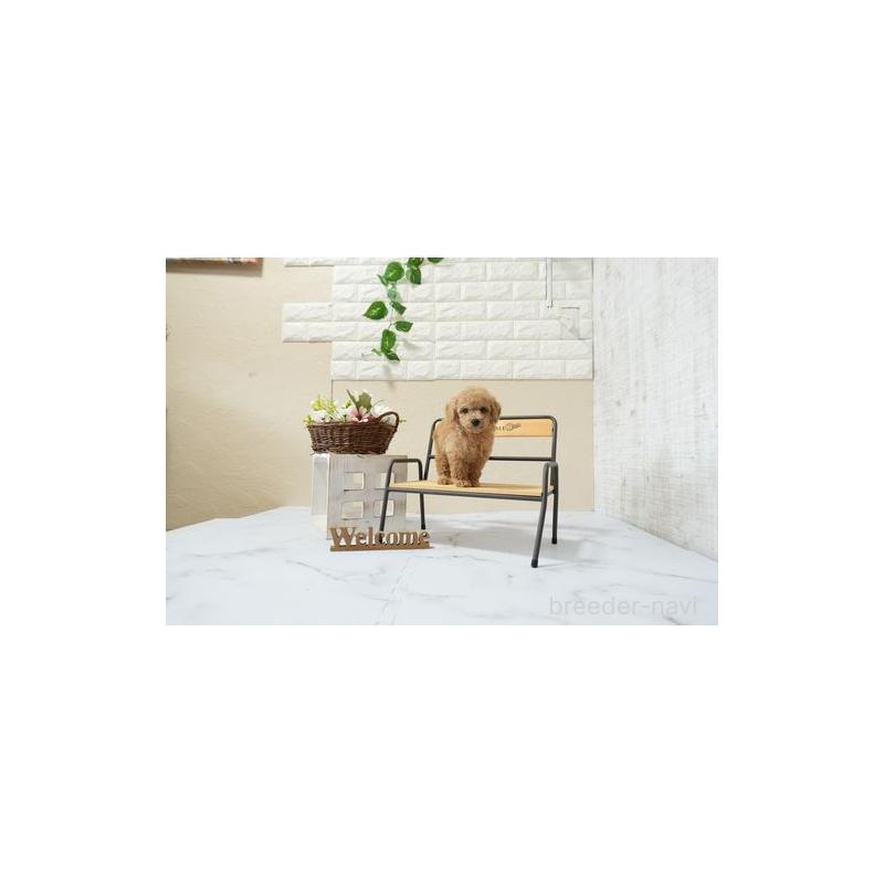 販売中の滋賀県のタイニープードル-448010の3枚目