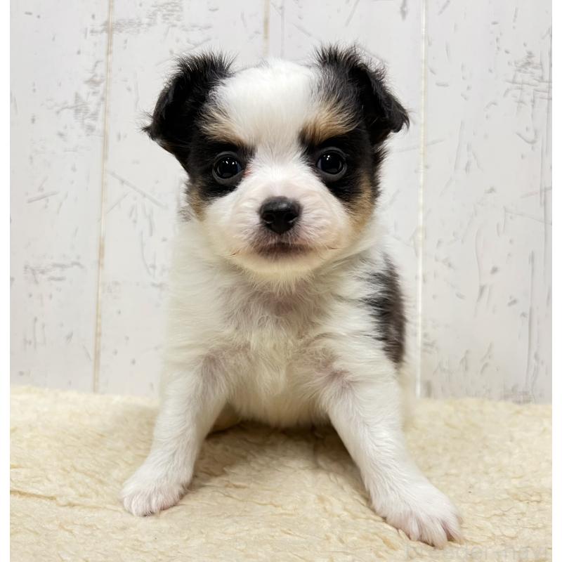 販売中の千葉県のミックス犬-448428の1枚目