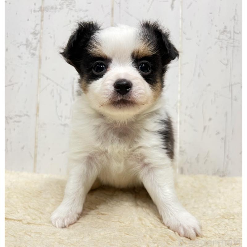 販売中の千葉県のミックス犬-448428の5枚目