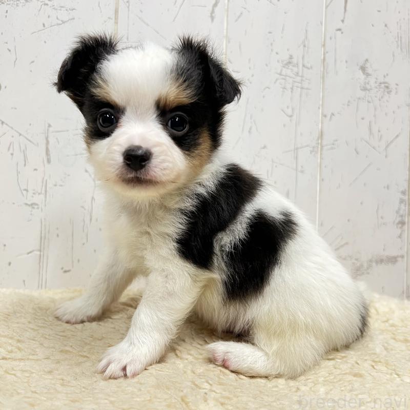 販売中の千葉県のミックス犬-448428の3枚目